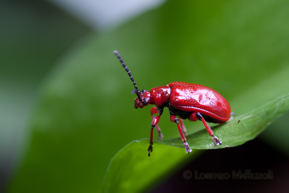 Lilioceris merdigera