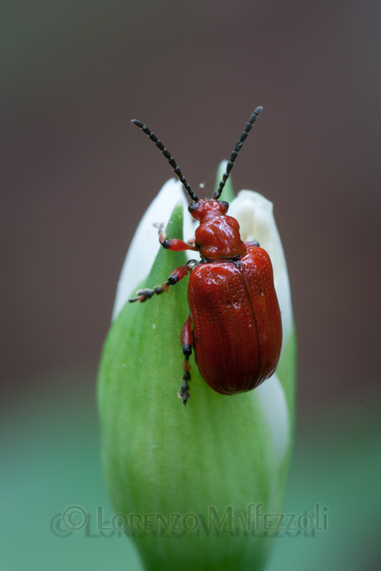 Lilioceris merdigera