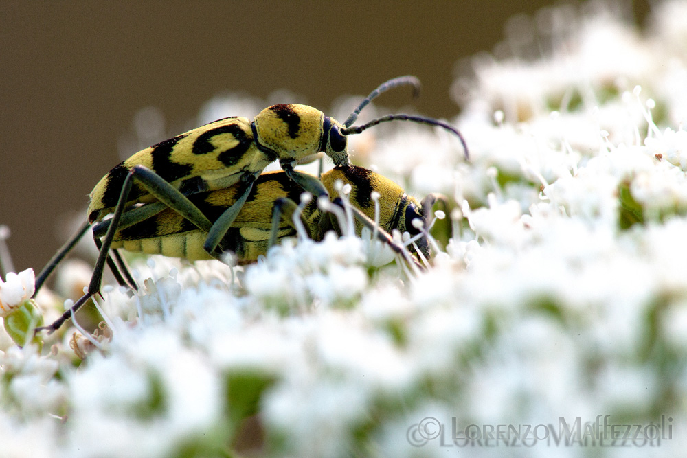 Chlorophorus varius?