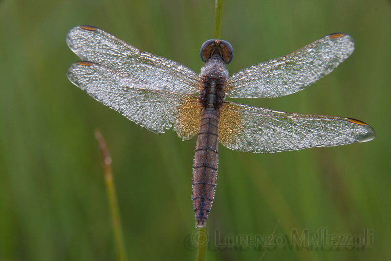 Libellula da identificare - Crocothemis erythraea.(F)