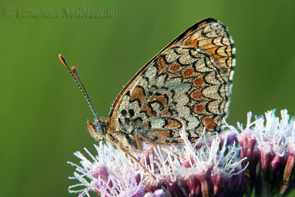 Melitaea athalia?