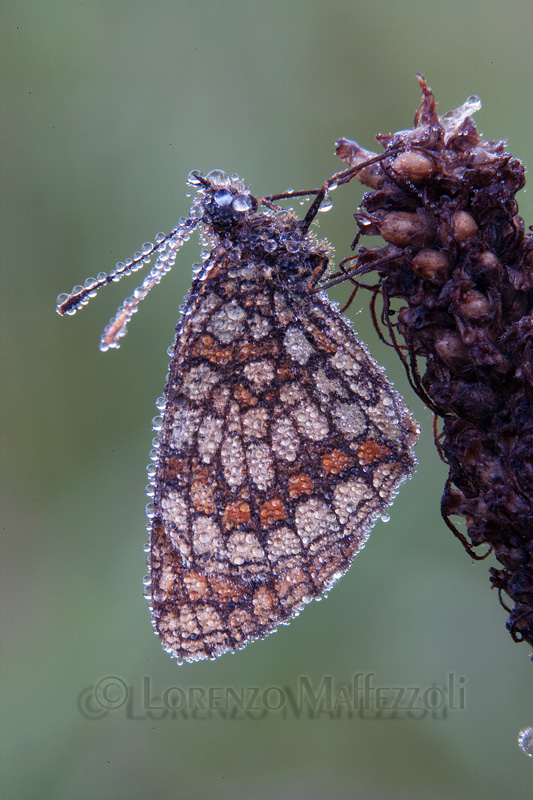 Melitaea athalia?