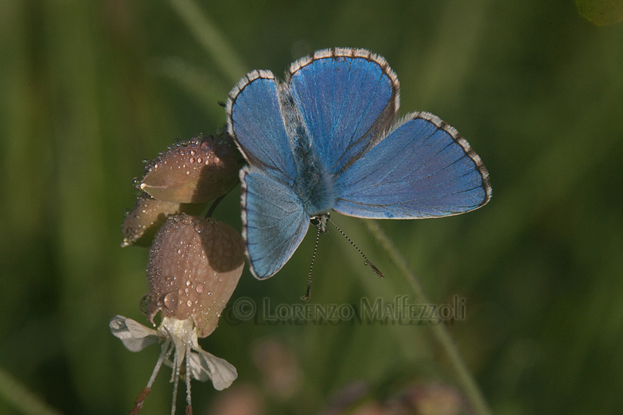 Polyommatus