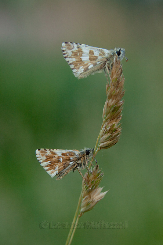 Altra determinazione x catalogazione foto