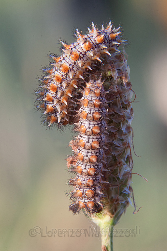 Determinazione bruco x catalog. foto: Melitaea didyma