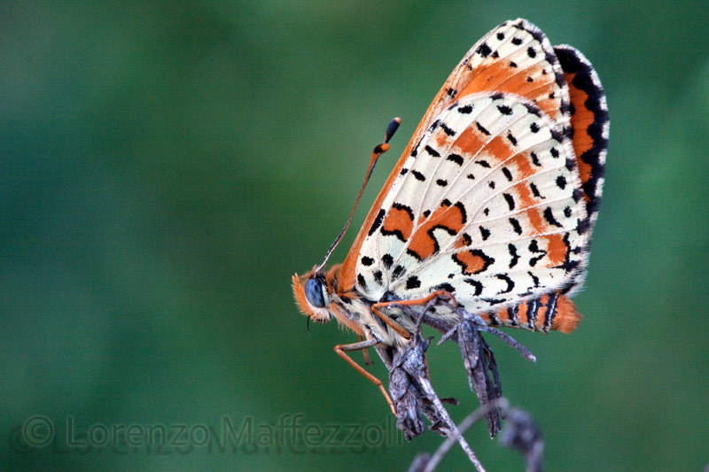 Atra determinazione Lycaenidae : No, Melitaea didyma