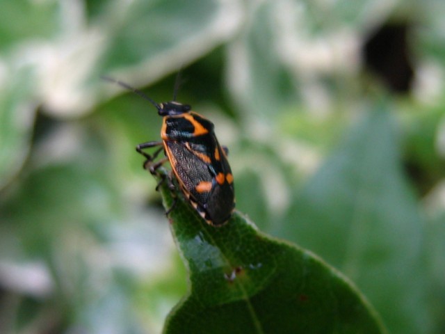 MIRIDAE? No, pentatomidae da determinare