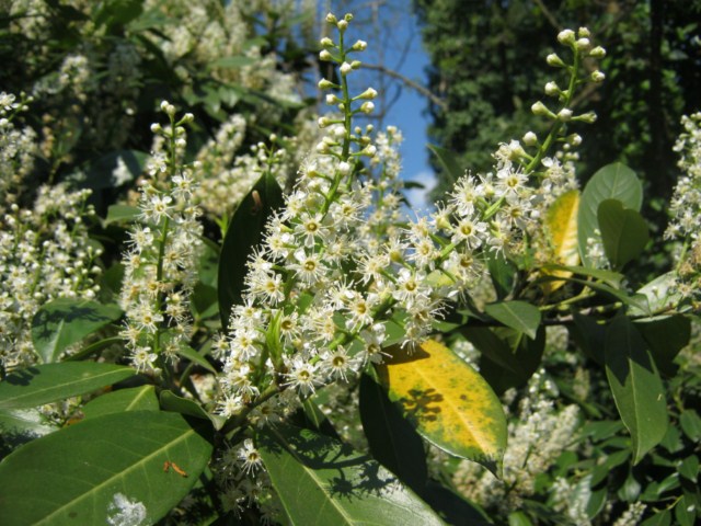 Prunus laurocerasus / Lauroceraso