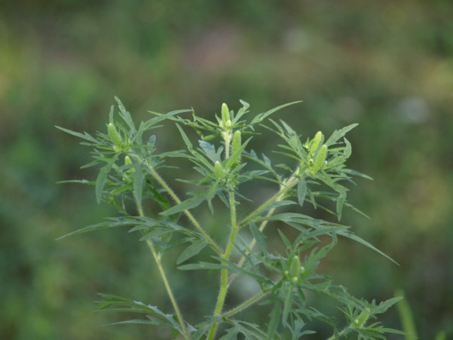 Ambrosia artemisiifolia