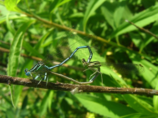 Da identificare - Platycnemis pennipes