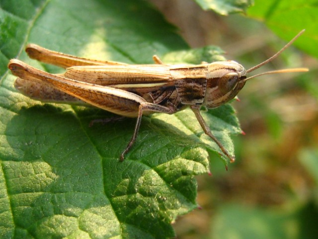 Chorthippus brunneus ?