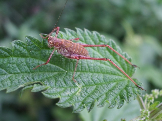 Phaneroptera nana  rosa ?