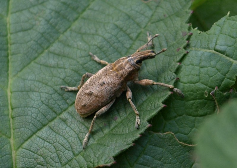 CURCULIONIDAE: probabile Cleonis pigra