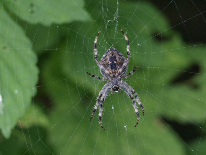 Araneus sp.