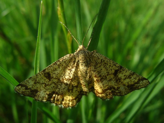 Ematurga atomaria ?