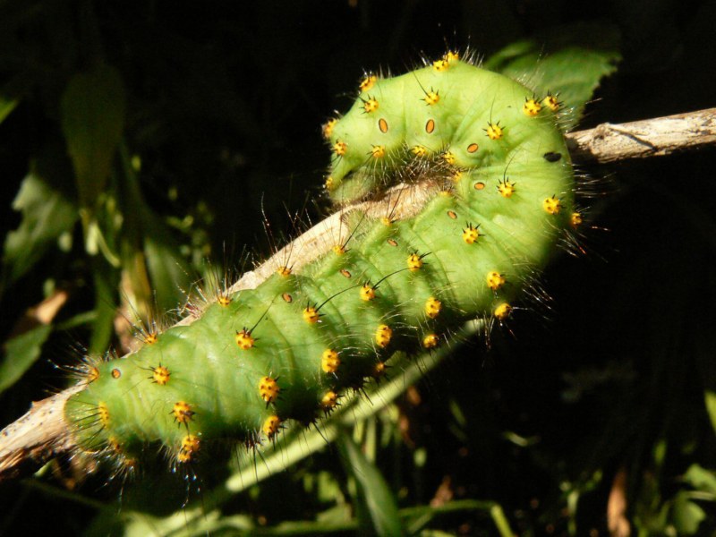 Identificazione Bruchi