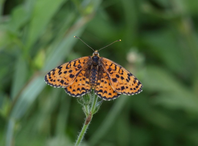 Argynnis niobe ? - Melitaea didyma