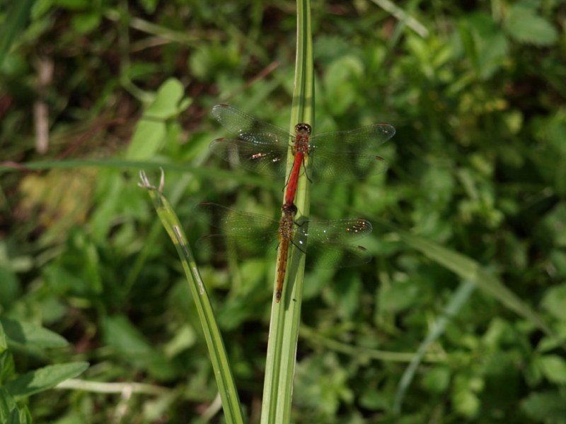 Da identificare: coppia di Sympetrum depressiusculum