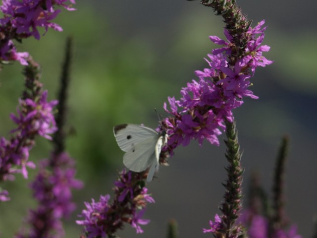 Pieridae da identificare