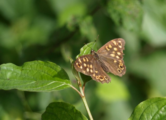 Da identificare : Pararge aegeria ♂