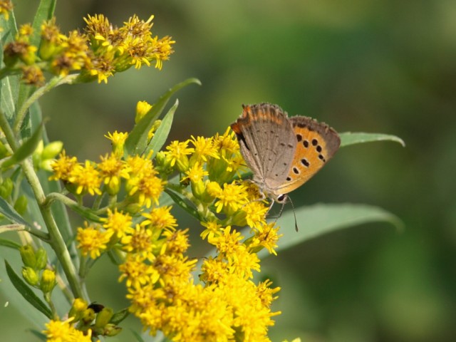 Lycaena phlaeas ? Si