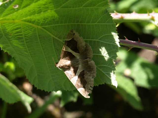 Tyta luctuosa ? No,  Dysgonia algira