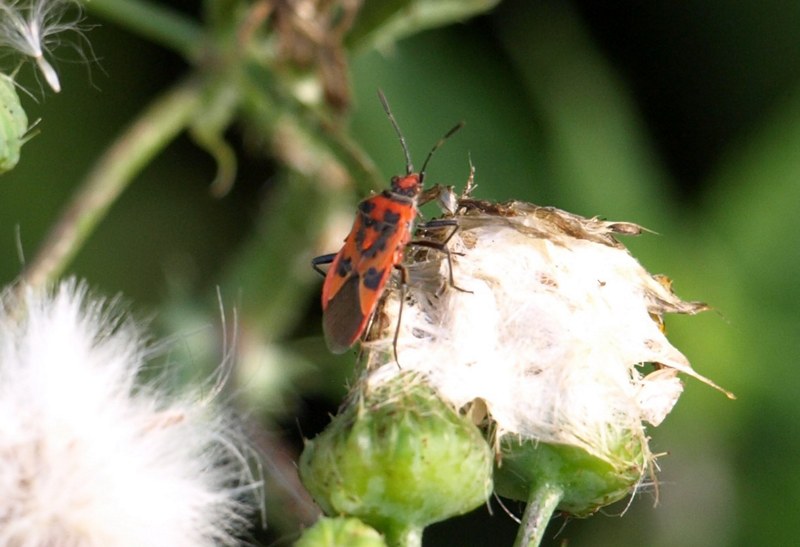 Rhopalidae: Corizus cfr. hyoscyami della campagna cremasca