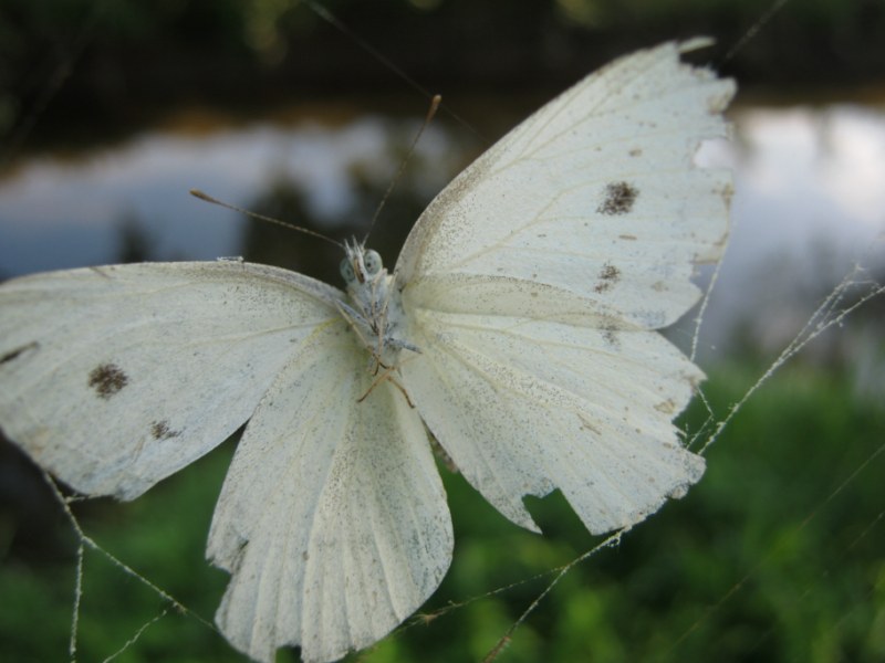 Pieridae da identificare