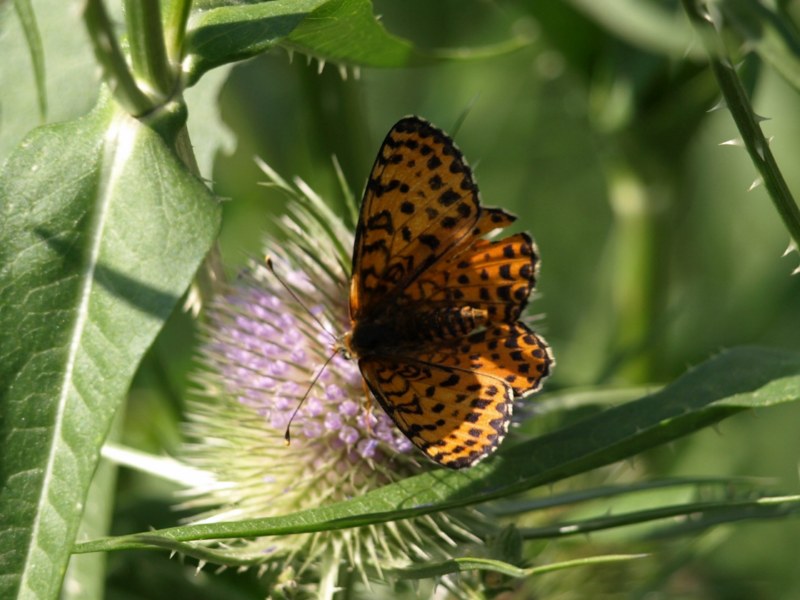 Melitaea didyma ?