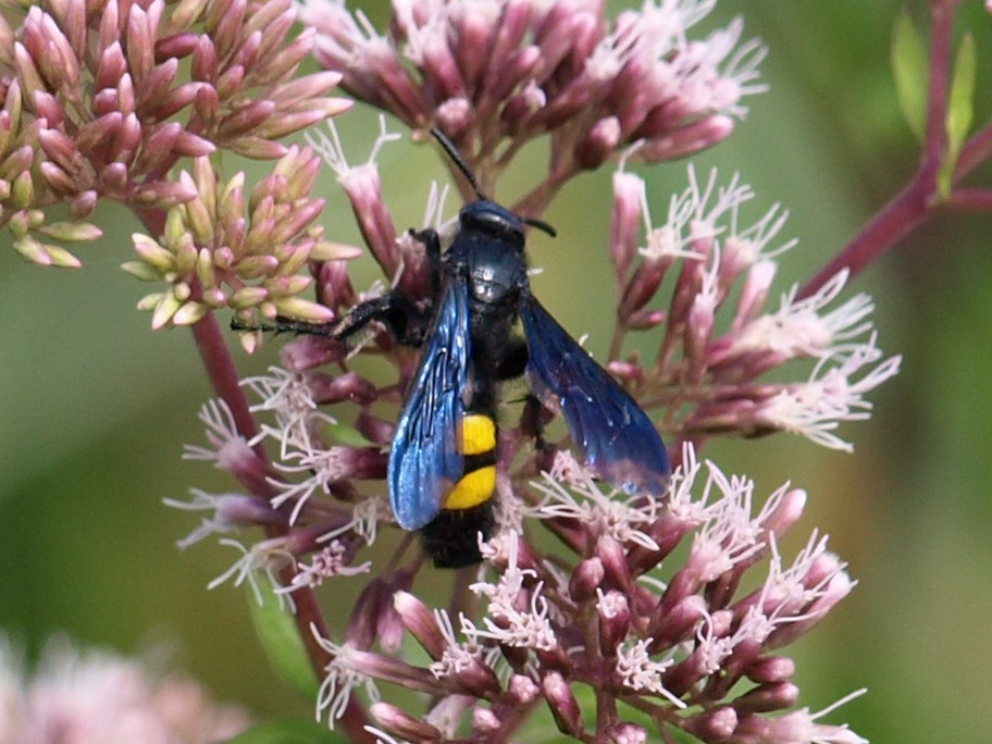 Da identificare: Scolia hirta