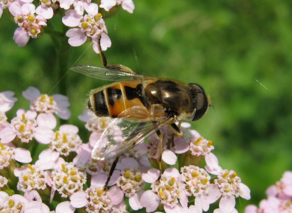 ERISTALIS ARBUSTORUM ?