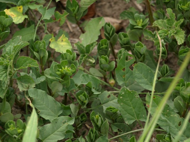 Portulaca oleracea