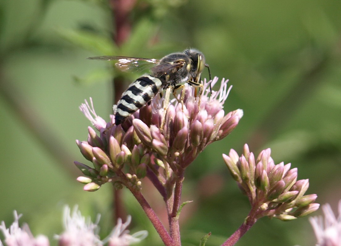 Bembix oculata