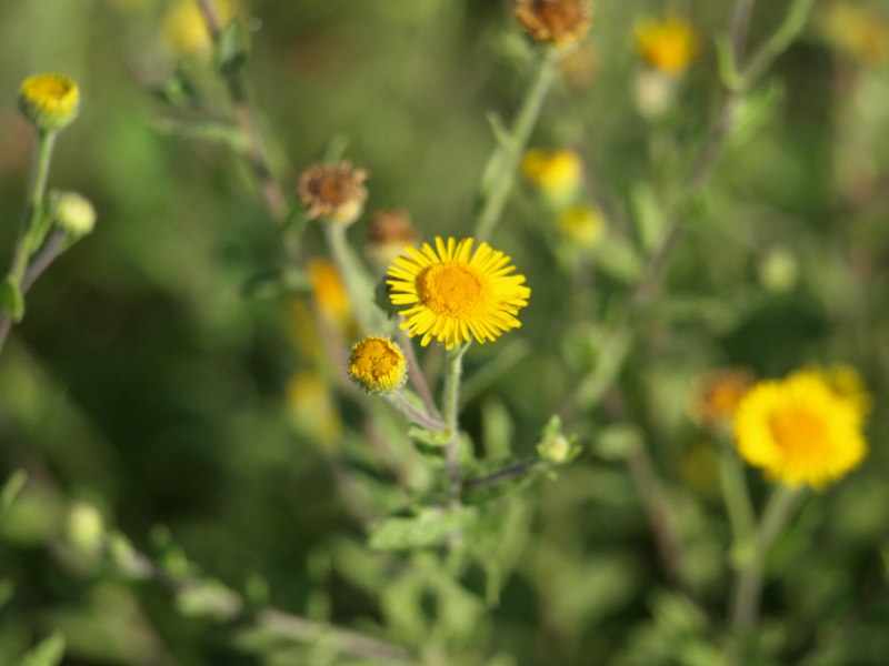 Pulicaria disentherica