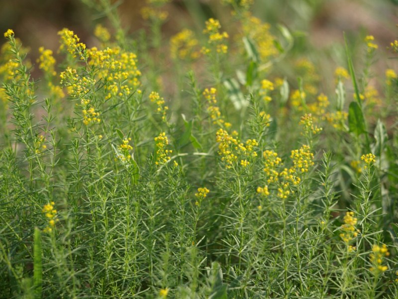 Galium verum