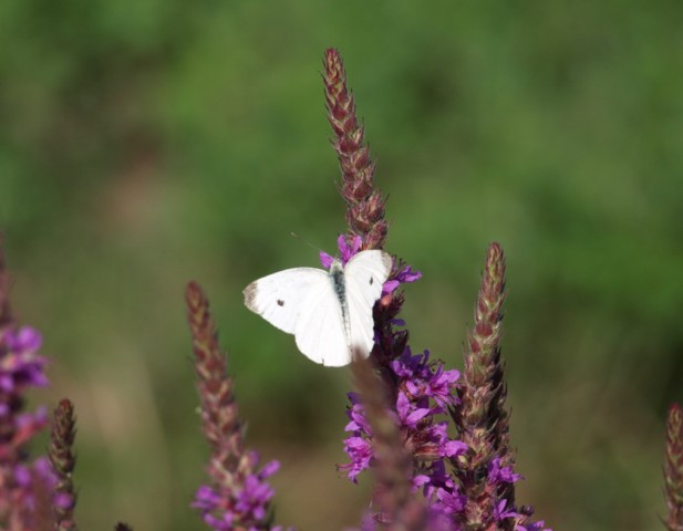 Pieridae da identificare 2