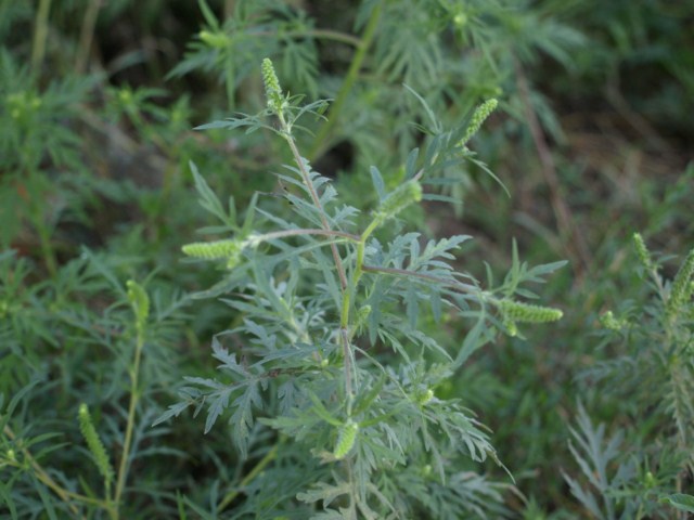 Ambrosia artemisiifolia