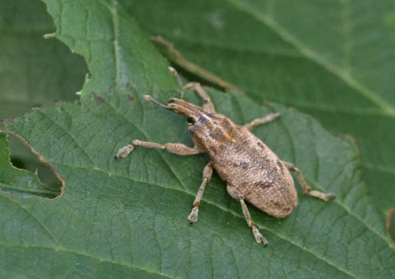 CURCULIONIDAE: probabile Cleonis pigra