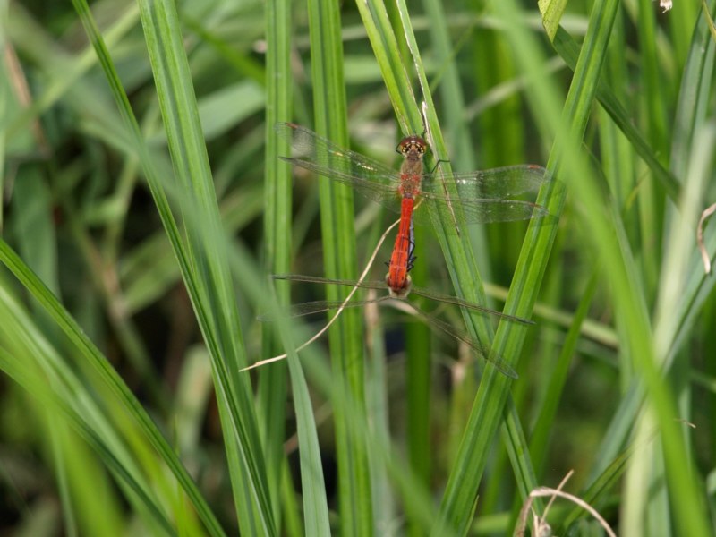 Da identificare: coppia di Sympetrum depressiusculum