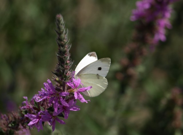 Pieridae da identificare