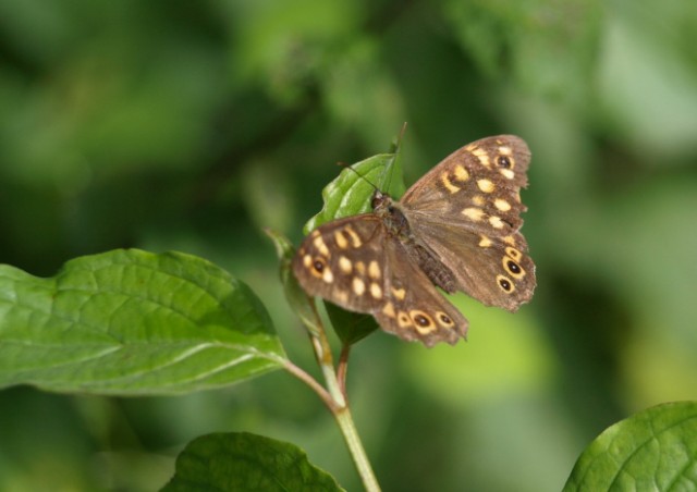 Da identificare : Pararge aegeria ♂