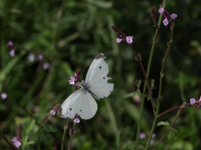 Pieris rapae ? Si ♂