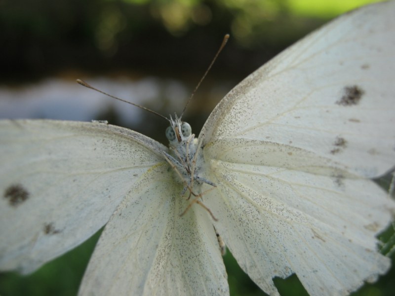 Pieridae da identificare