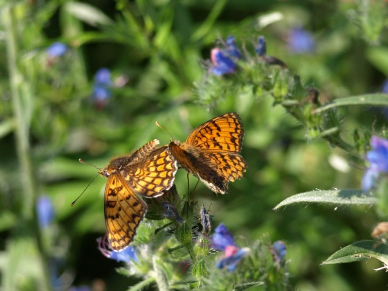 Melitaea didyma ?