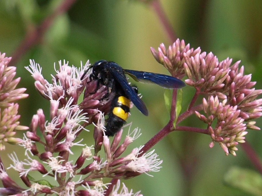 Da identificare: Scolia hirta