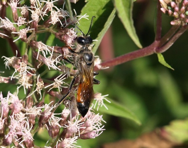 Sphex (funerarius?)