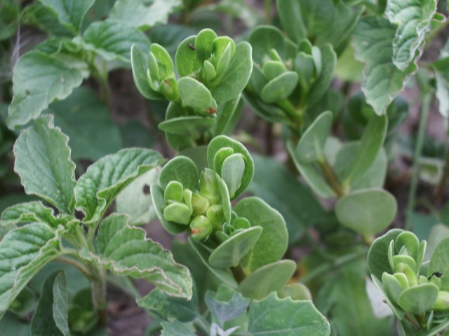 Portulaca oleracea