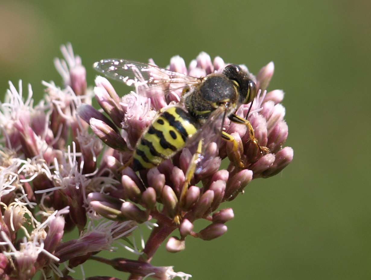 Bembix oculata