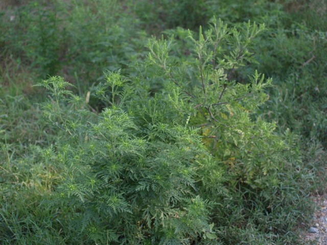 Ambrosia artemisiifolia