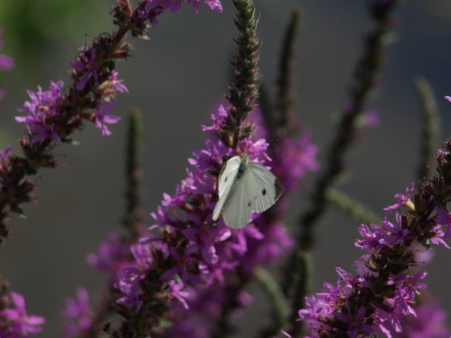 Pieridae da identificare